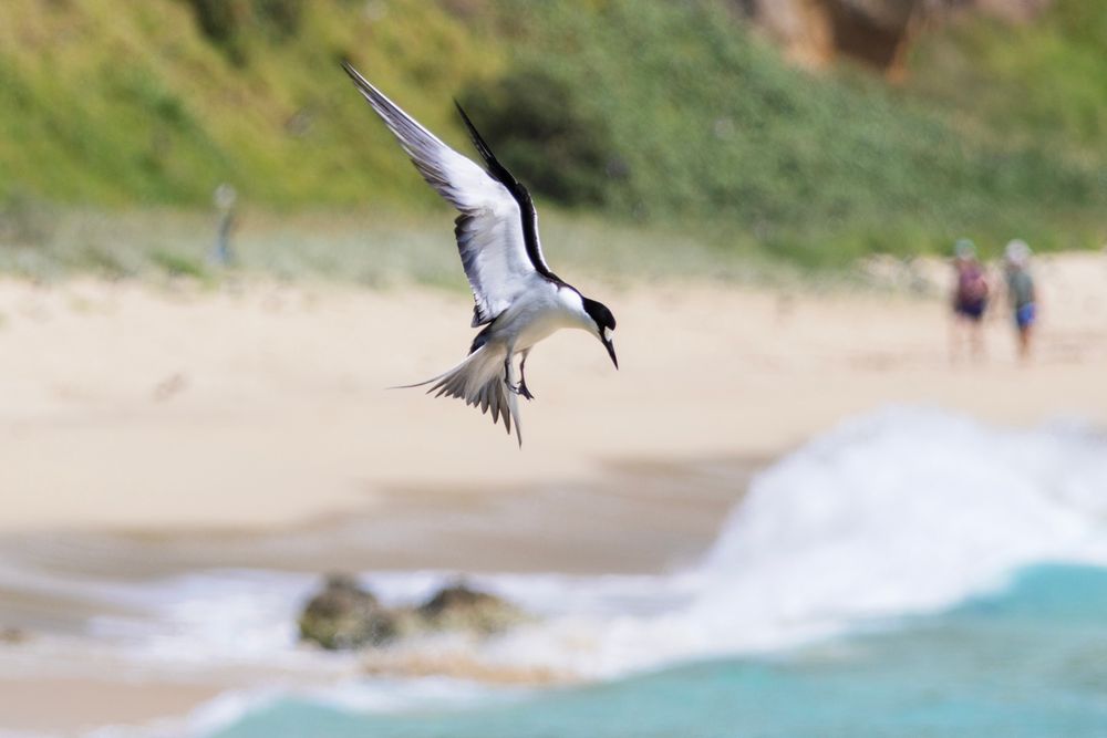 A photo of a Sooty Tern (a black and white seabird) flying above Ned’s Beach at Lord Howe Island.