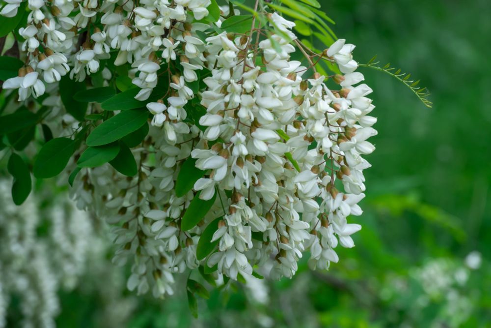 Inflorescence de Robinier faux-acacia (Robinia pseudoacacia) © Adobe Stock - IhorStore