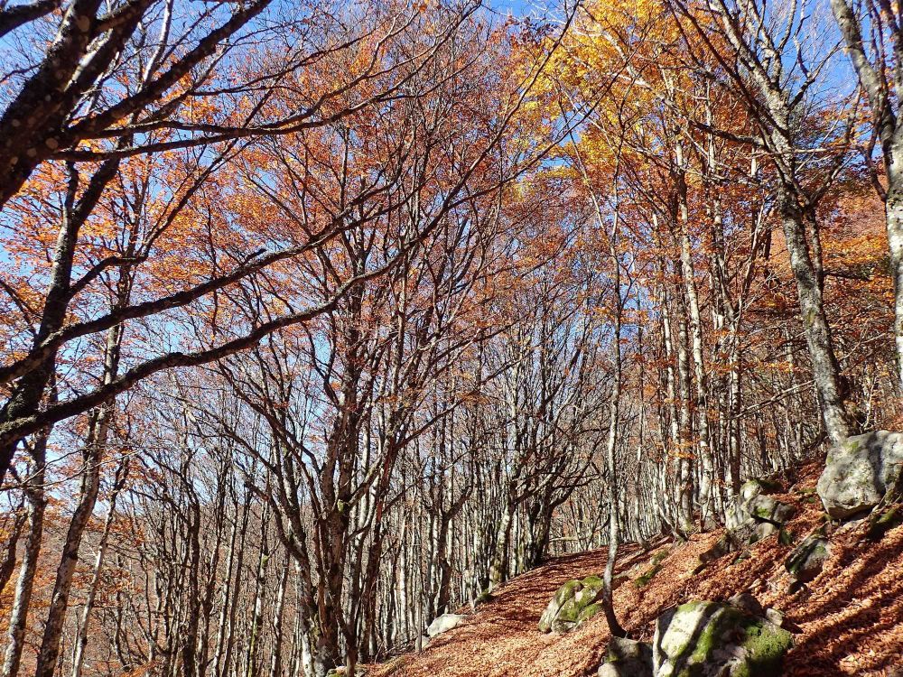Les hêtraies, sapinières et hêtraies sapinières subalpines se révèlent parmi les plus milieux les plus menacés. (Hêtraie subalpine de la réserve du Frankenthal-Missheimle dans le massif vosgien (Haut-Rhin). © Y. Martin