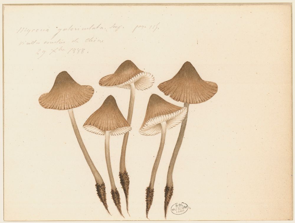 Jean-Henri Fabre, Mycena galericulata Scop, 29 décembre 1888, aquarelle et crayon sur papier. Muséum national d’Histoire naturelle, Des Fab 491. © MNHN - Direction des Bibliothèques et de la Documentation
