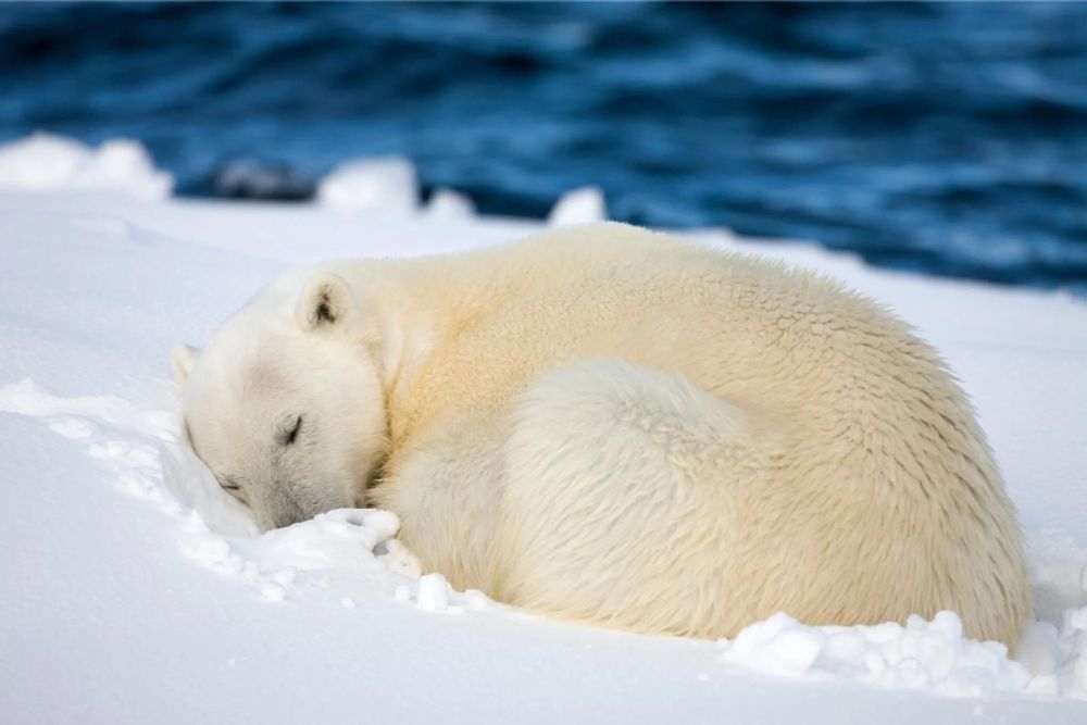 Ours polaire (Ursus maritimus) se reposant (Svalbard, Norvège) © Adobe Stock - Paul
