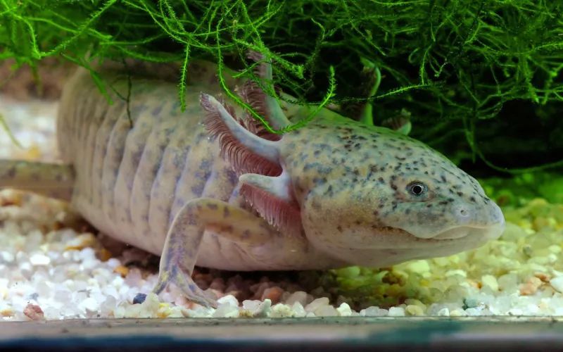 Axolotl (Ambystoma mexicanum) © MNHN - F.-G. Grandin
