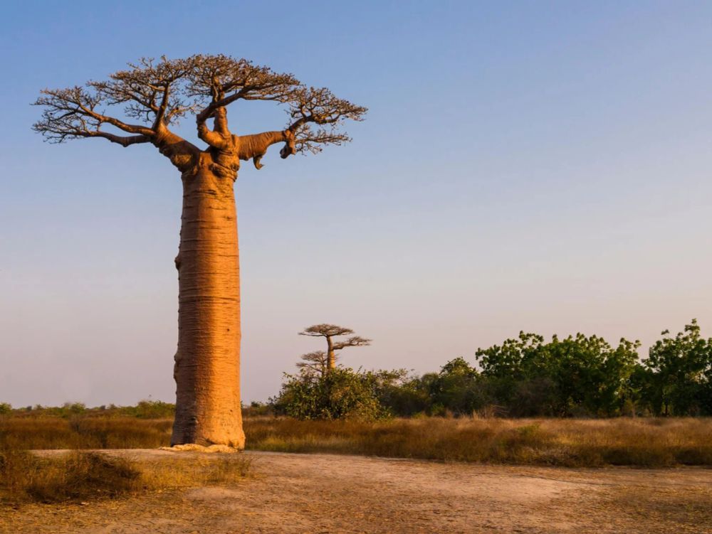 Baobab à Madagascar © Adobe Stock - S. Gilioli
