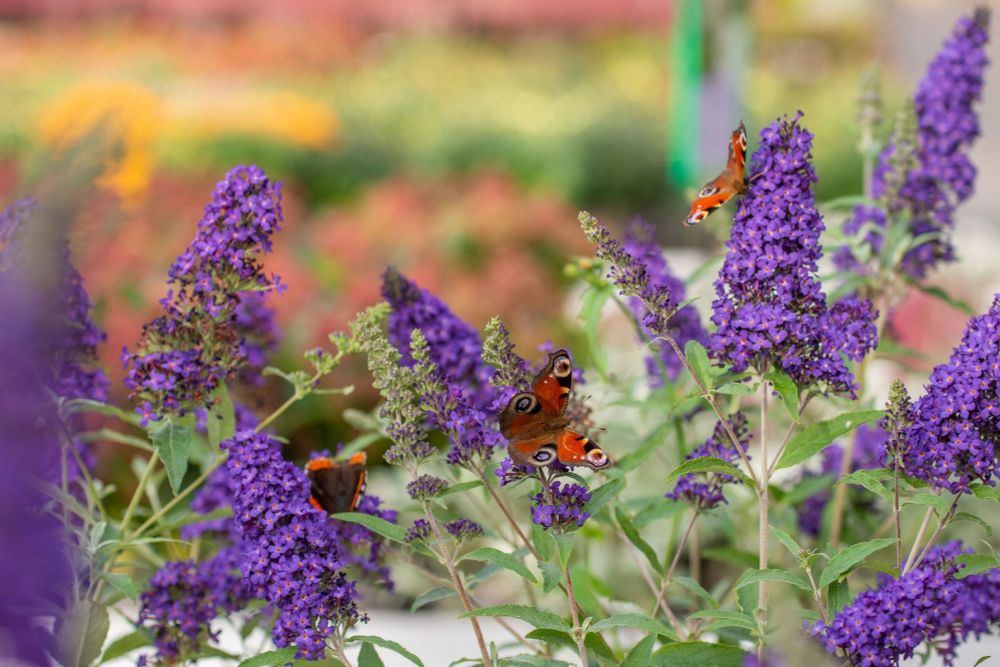 Arbre aux papillons (Buddleia davidii) © Adobe Stock - Tanya