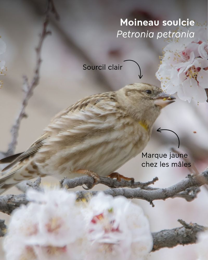 Moineau soulcie (Petronia petronia) © I. Shah