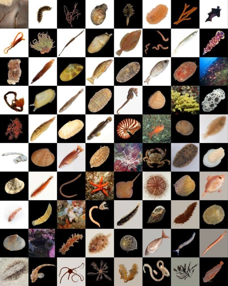 Photo montage d'espèces marines