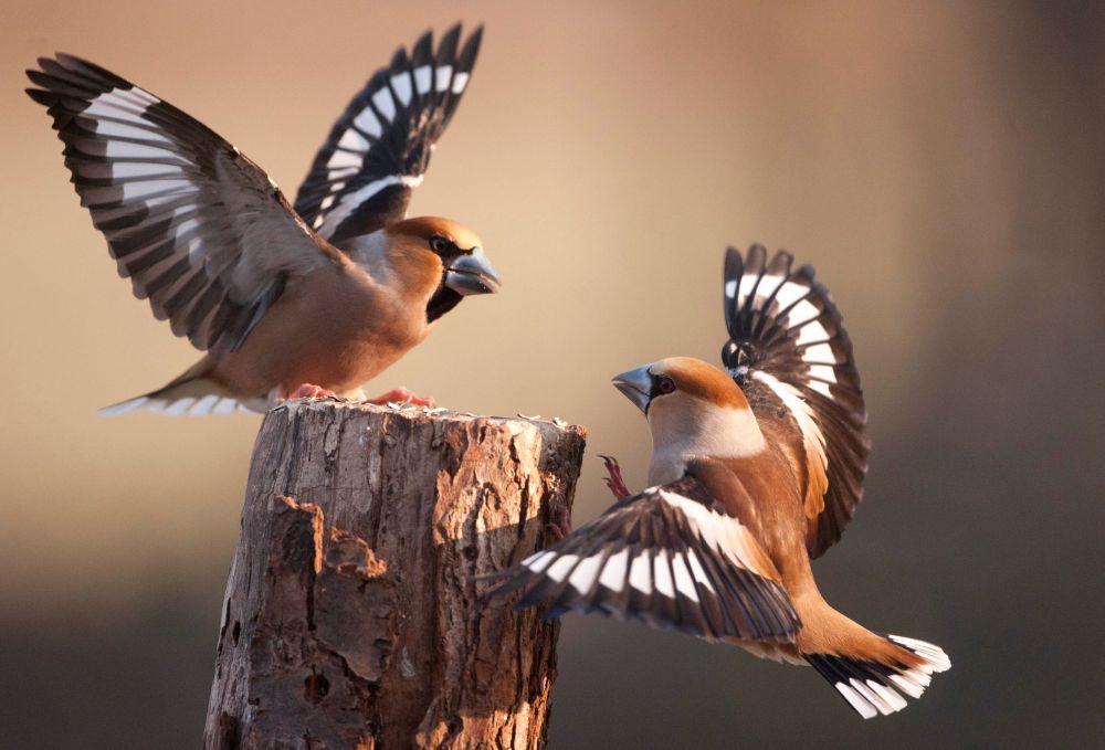 Grosbec casse-noyaux (Coccothraustes coccothraustes) © Adobe Stock - PIXATERRA