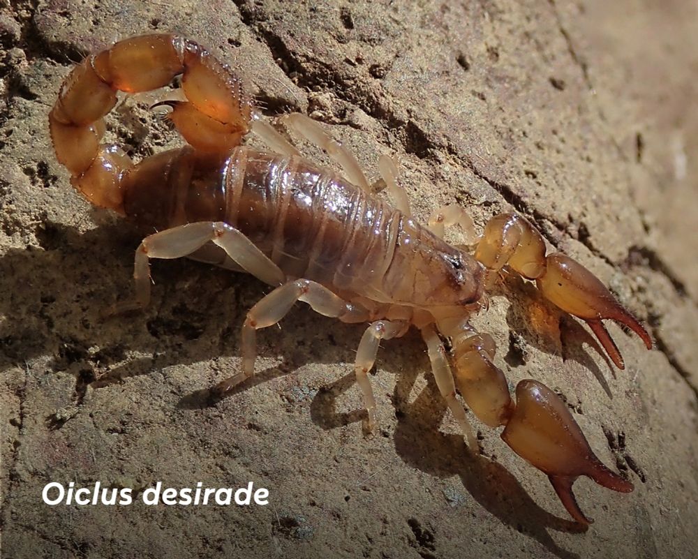 Oiclus desirade, scorpion découvert en Guadeloupe © T. Ramage
