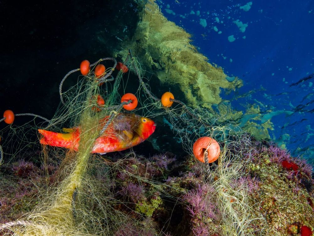 Des lignes, filets ou casiers abandonnés dans l’eau étouffent des massifs de coraux ou d’algues et continuent de capturer des organismes marins, comme ici un poisson-perroquet en mer Méditerranée. On parle de « pêche fantôme ».  © Adobe Stock - Sakis Lazarides