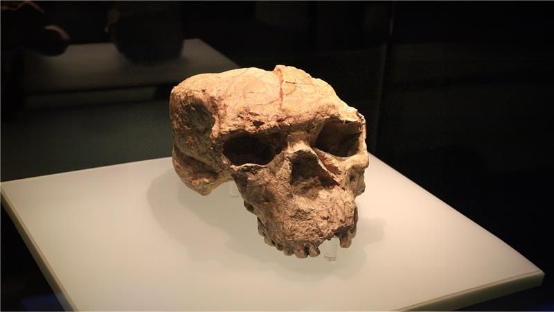Photo du crâne fossile Yunxian 2