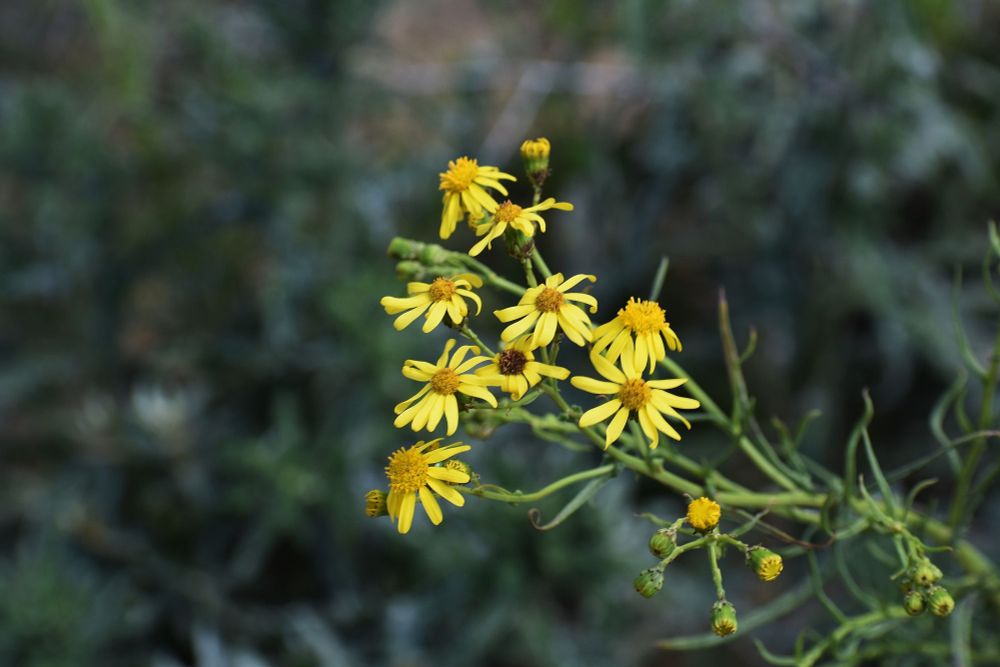 Fleurs de Seneçon du Cap (Senecio inaequidens) © Adobe Stock - beres