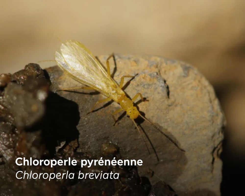 Chloroperle pyrénéenne (Chloroperla breviata), classée "Quasi menacée" dans la Liste rouge des perles de l'Hexagone. Cette espèce endémique des Pyrénées est affectée par le changement climatique. © A. Ruffoni