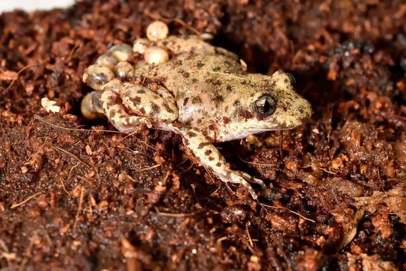 Alyte accoucheur (Alytes muletensis) © MNHN - F.-G. Grandin
