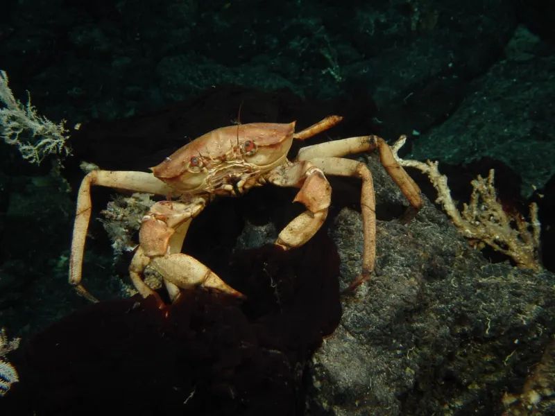 Crabe des abysses, découvert à 1150 km de profondeur CC BY Ifremer