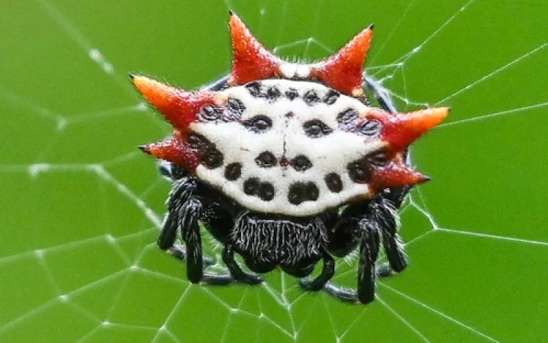 Gasteracantha cancriformis CC BY-NC Kenbuc
