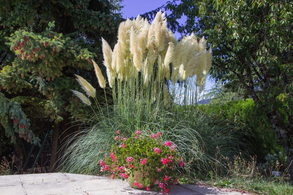 Herbe de la pampa (Cortaderia selloana) © Adobe Stock - L. Bouvier