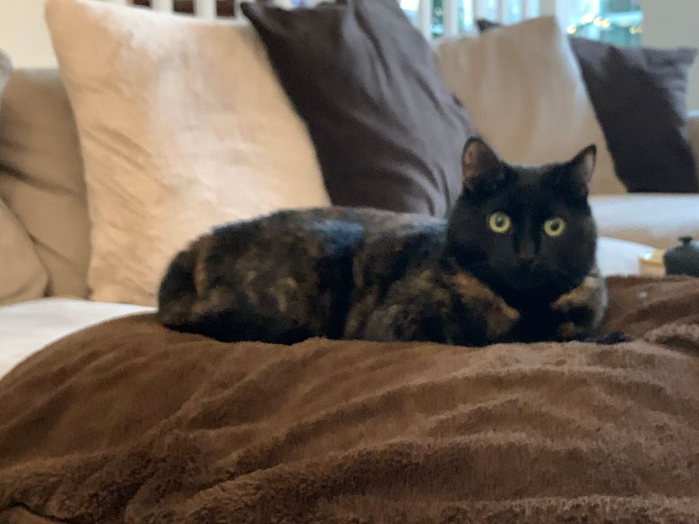A very dark tortishell cat sits fully loafed up on a brown blanket, ears pricked up. 