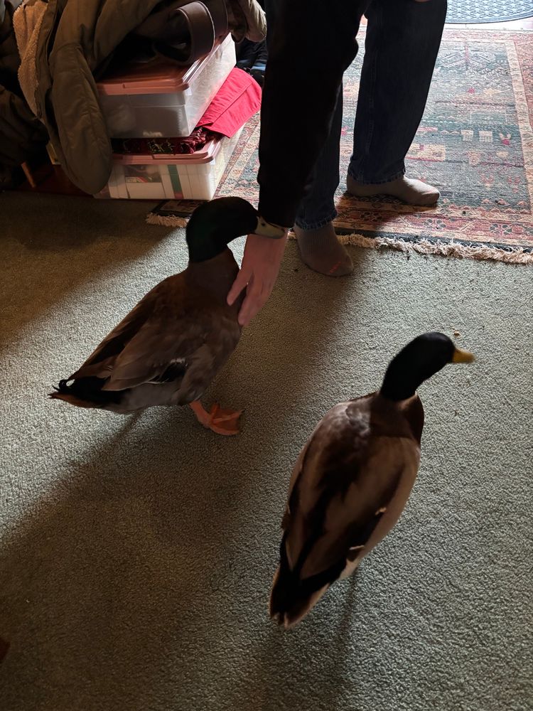 A pair of ducks in the house.