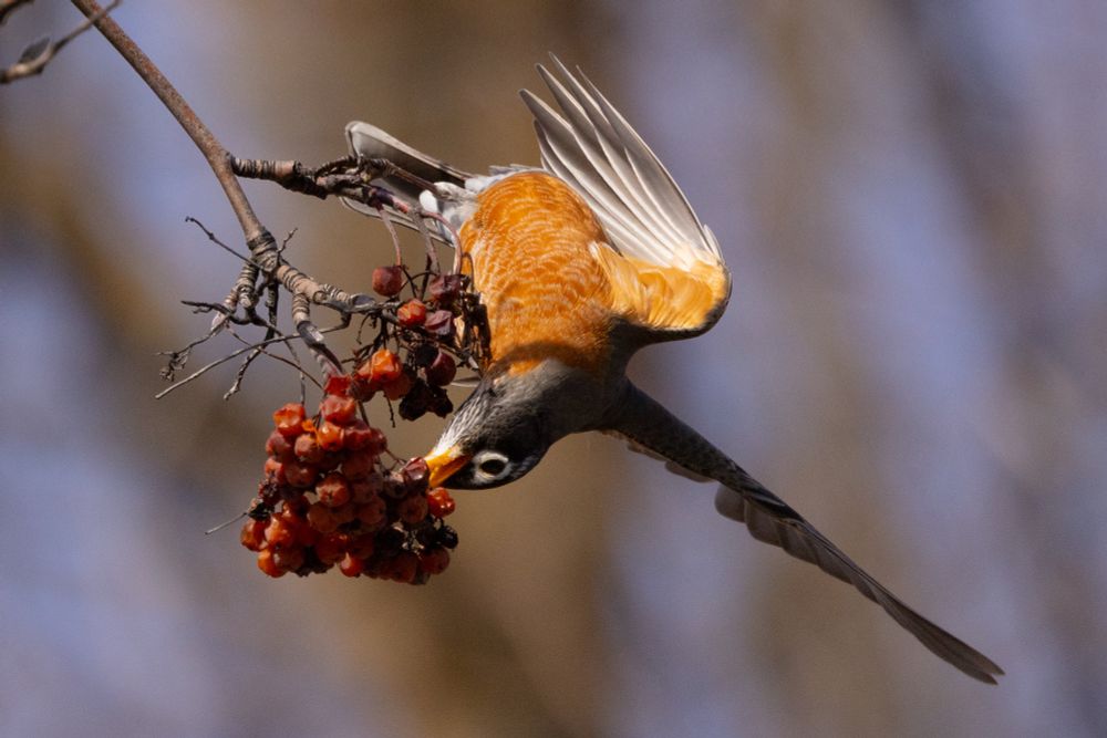 An American Robin hangs upside down to reach a mountain ash berry, exposing its orangey-red breast plumage to the bright winter sun. The Robin perches on a branch loaded with wrinkly, fermented berries in various hues of red and orange.