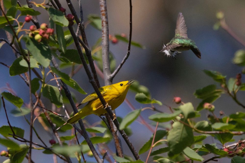 A Calliope Hummingbird dive bombs a Yellow Warbler perched in a serviceberry bush. The Calliope has its back to the viewer but his gorget feathers are visibly spread out in a threatening fashion, reminiscent of the Demagorgon from Stranger Things. The defiant yellow warbler stares down the tiny hummingbird with a look that says “not today, asshole.”
