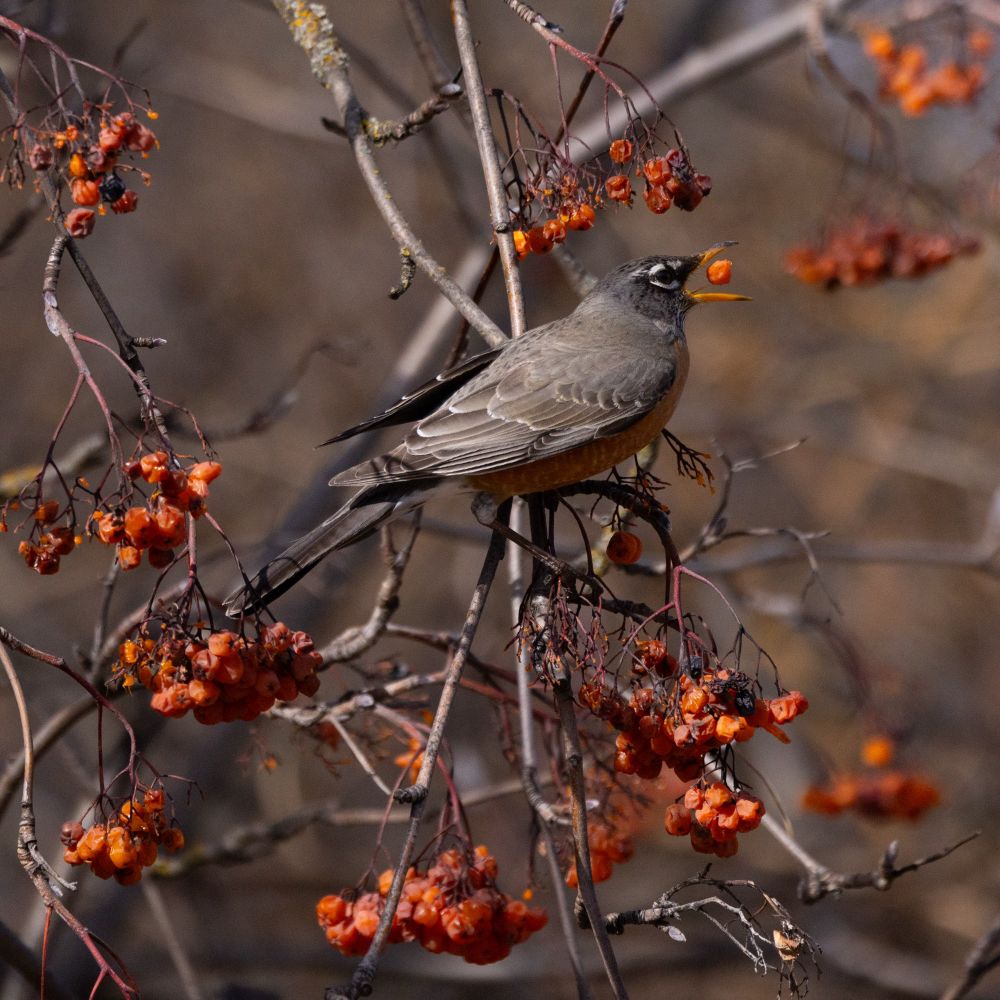 An American Robin tosses a red-orange mountain ash berry before eating it. The Robin perches on a branch loaded with wrinkly, fermented berries in various hues of red and orange.