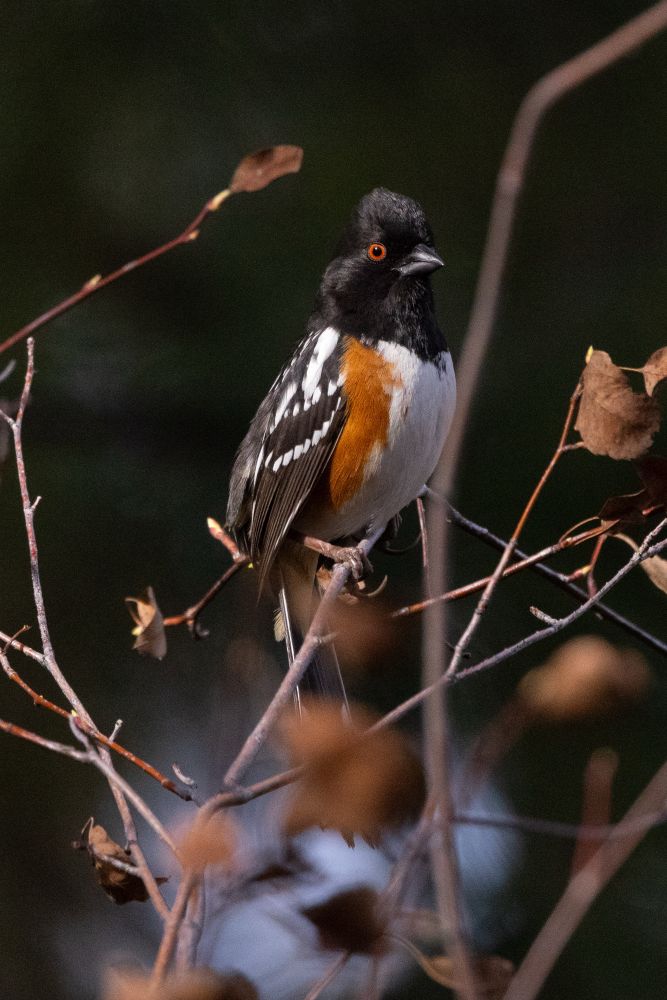 A spotted towhee (medium-sized bird with black floofy head, black-and white spotted wings, red-and-white breast, and bright red eyes) perches on the branch of a shrub with a dead-eyed stare into the camera.