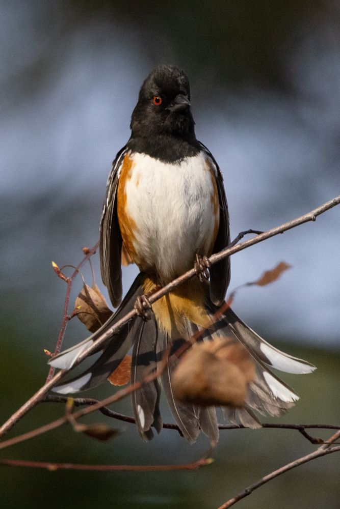 A spotted towhee (medium-sized bird with black floofy head, black-and white spotted wings, red-and-white breast, and bright red eyes) perches on the branch of a shrub with a dead-eyed stare into the camera and his tail feathers fanned out in an odd curving shape.