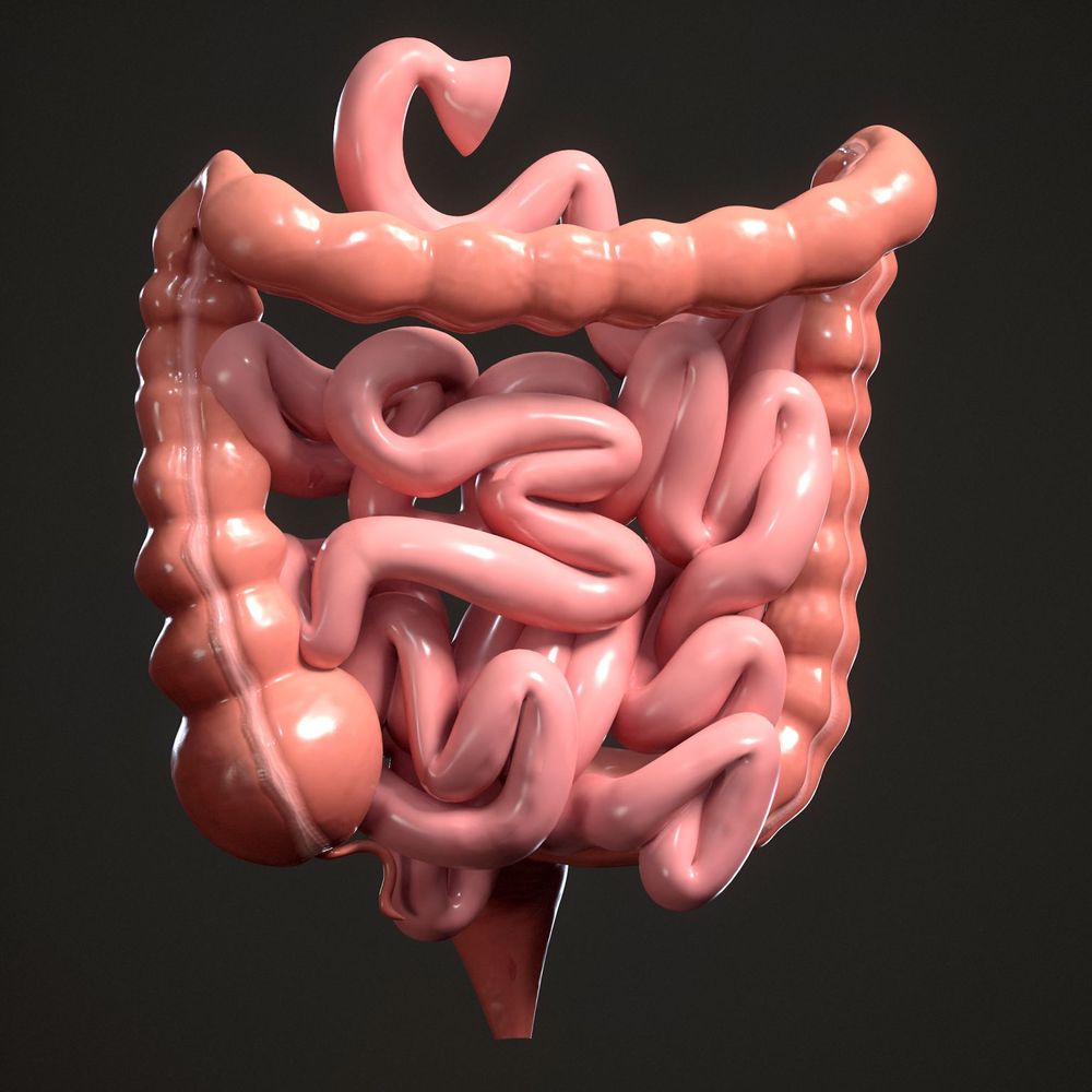3D Model depicting an anatomically accurate representation of the human small + large intestine.