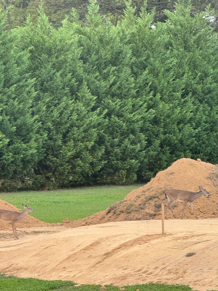 2 deer walking through construction site of sand. 