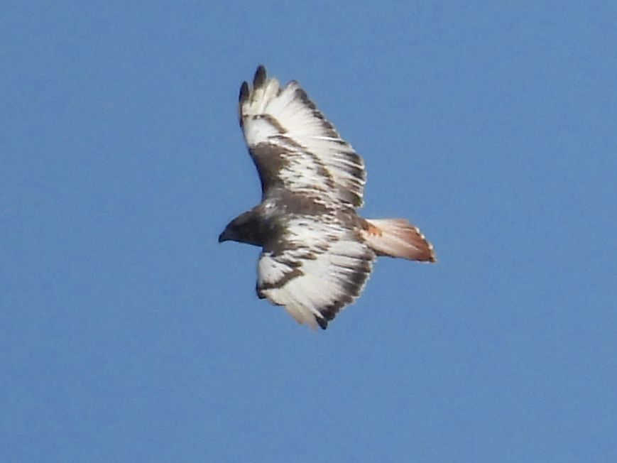 Red tailed hawk