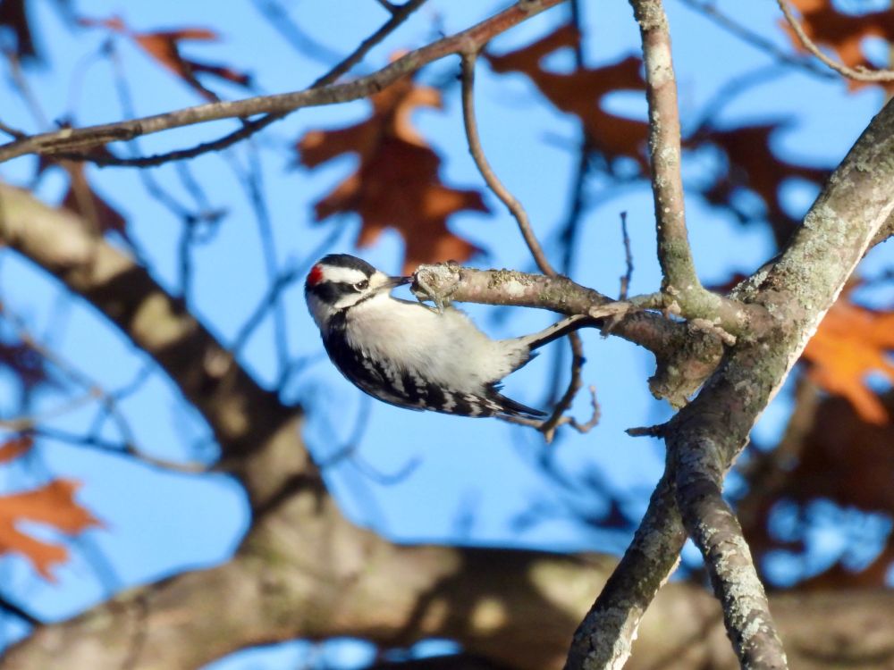 Downy Woodpecker 
