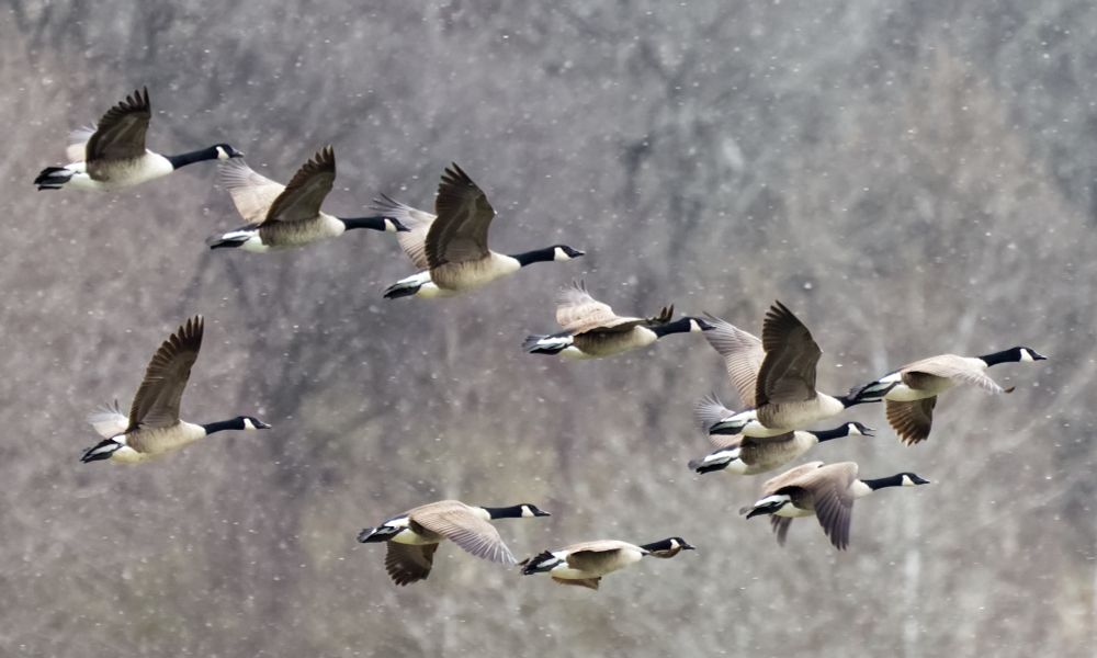 Canada geese flying in a V