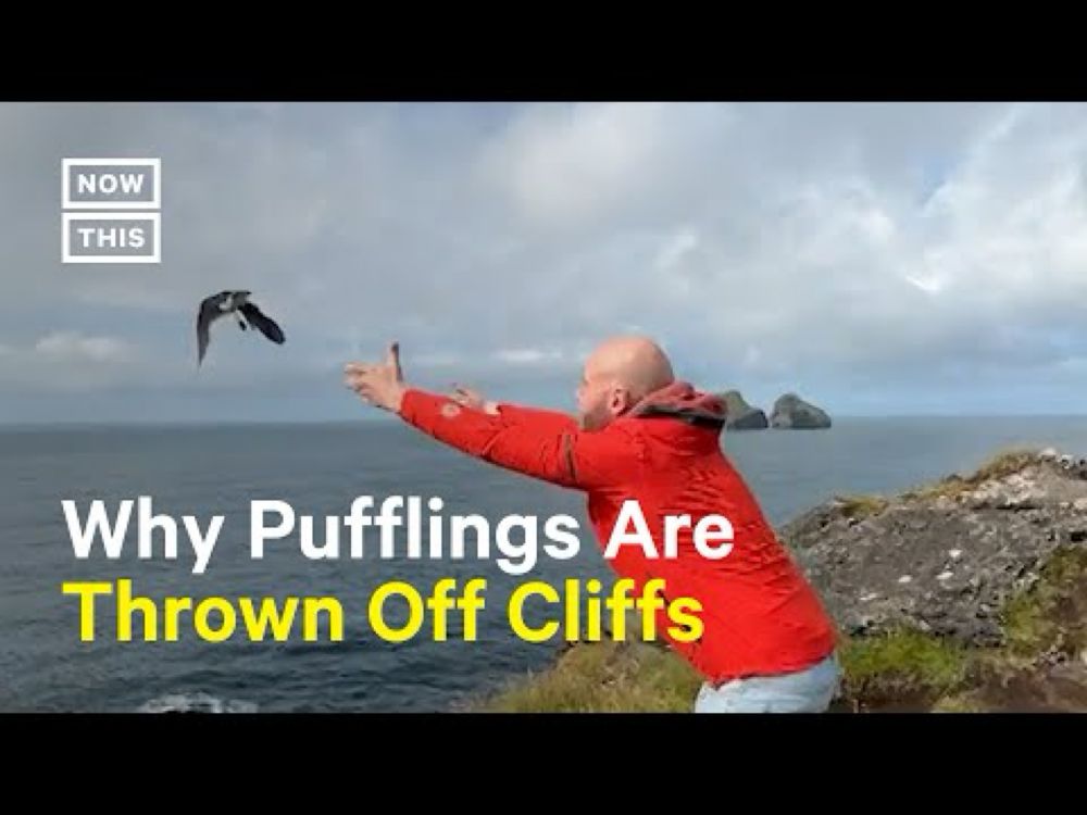 Why People Are Throwing Baby Puffins Off Cliffs in Iceland