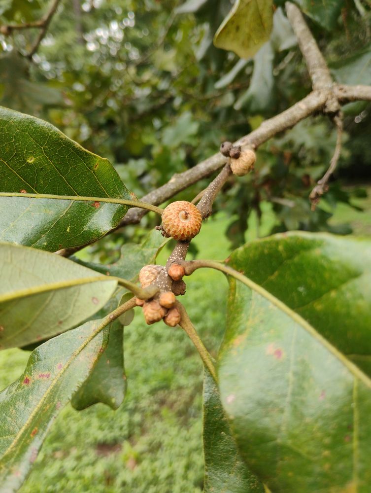 Little acorns growing in a bunch on an oak limb