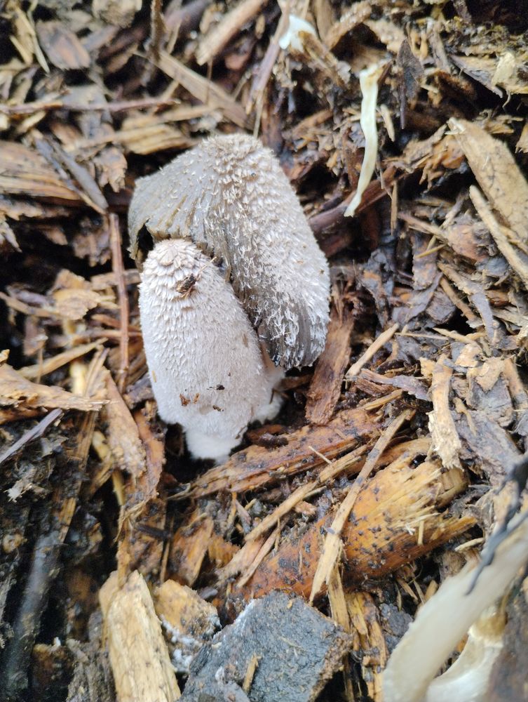 Gray inkcap mushrooms growing out of wood chips