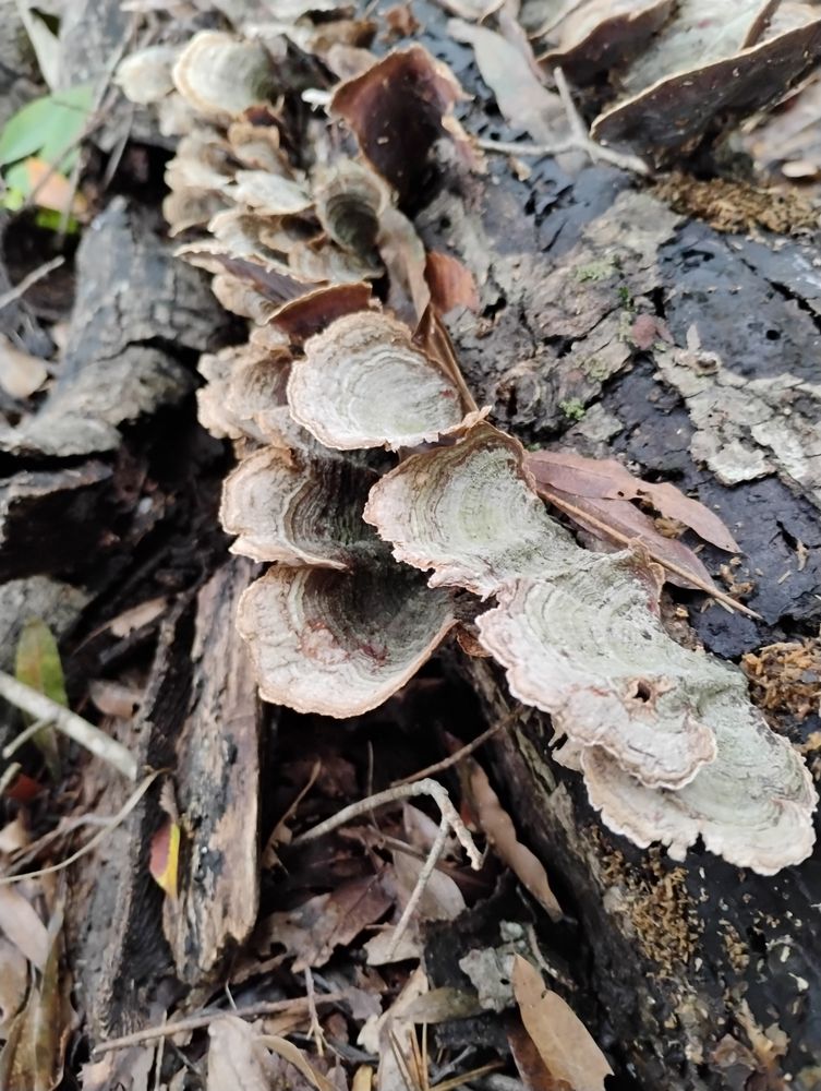 Gray crust mushrooms growing on a rotten log