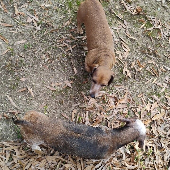 A little plump brown weenie dog, and an old graying larger weenie dog wandering around the fall leaves