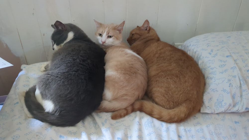 A gray cat laying on a cream cat laying on an orange cat laying on a pillow, all in a row squishing each other.  Their names are Lanny, Randy, and Baby Bear respectively