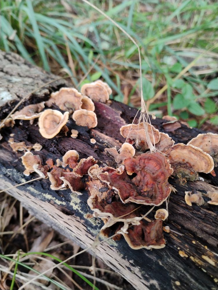 Brown red crust fungus growing on a rotten log