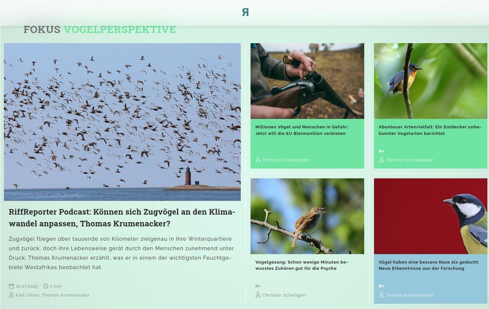 Screenshot eines Teils der Startseite von RiffReporter: Neben der Podcastfolge über Vögel gibt es vier weitere Texte, zur illegalen Vogeljagd in Europa, unbekannte Vogelarten, Vogelgesang und den Riechsinn von Vögeln