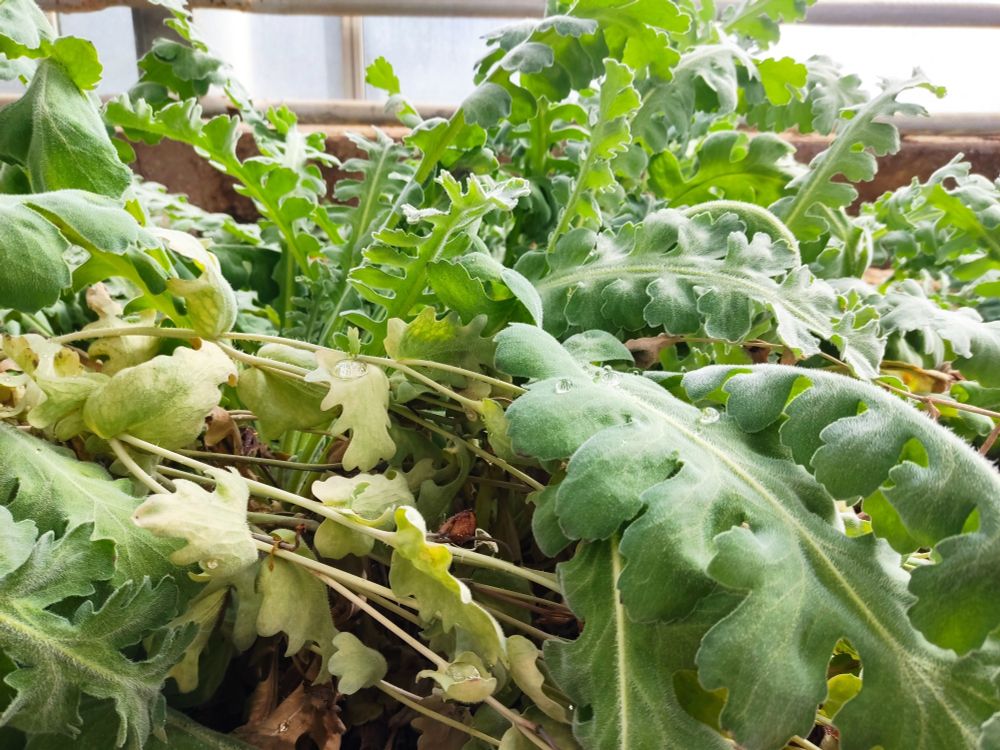 Yellow horned poppy leaves