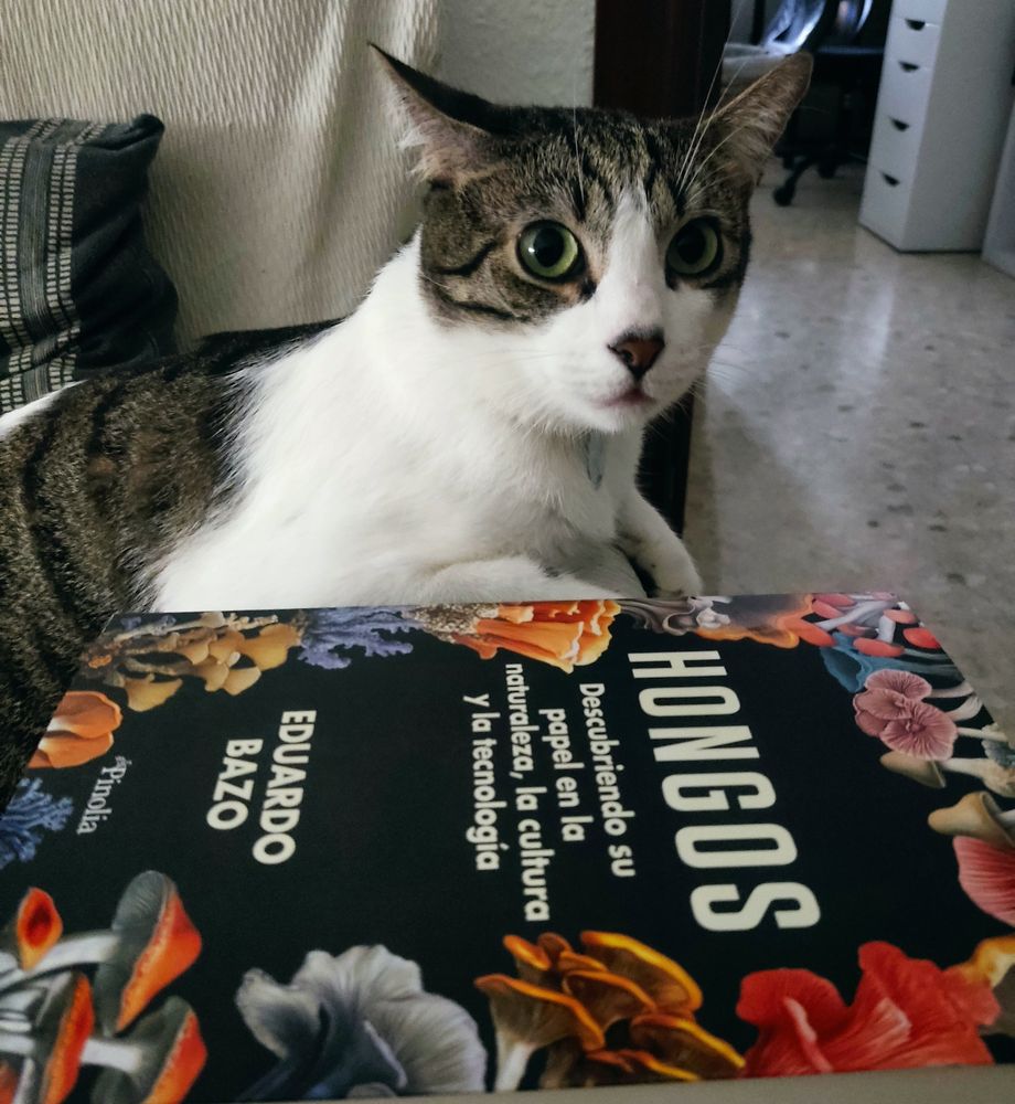 Un gato blanco atigrado tras el libro Hongos de Eduardo Bazo. La portada del libro está decorada con diferentes setas