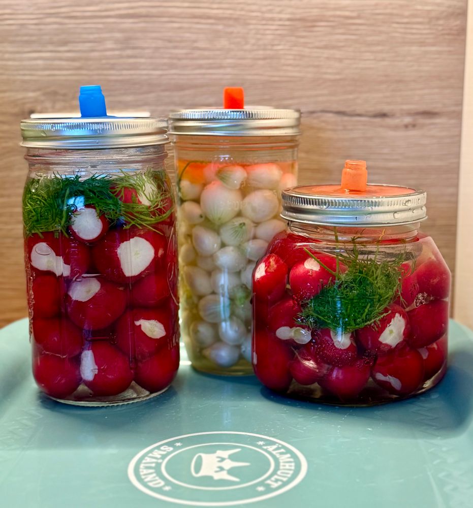 Drei Fermentiergläser - zwei davon mit Radieschen und Dill, eines mit kleinen Zwiebelchen