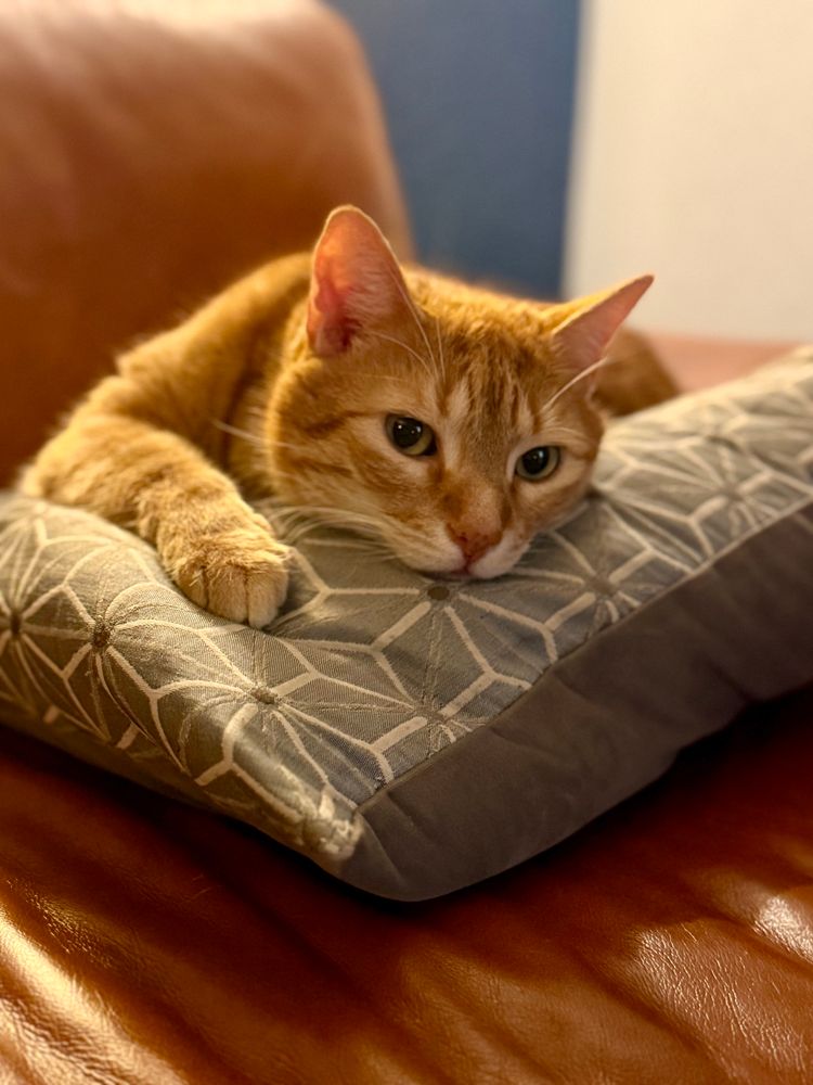 Ein roter Kater , der entspannt auf einem graublauen Kissen liegt und in die Kamera schaut