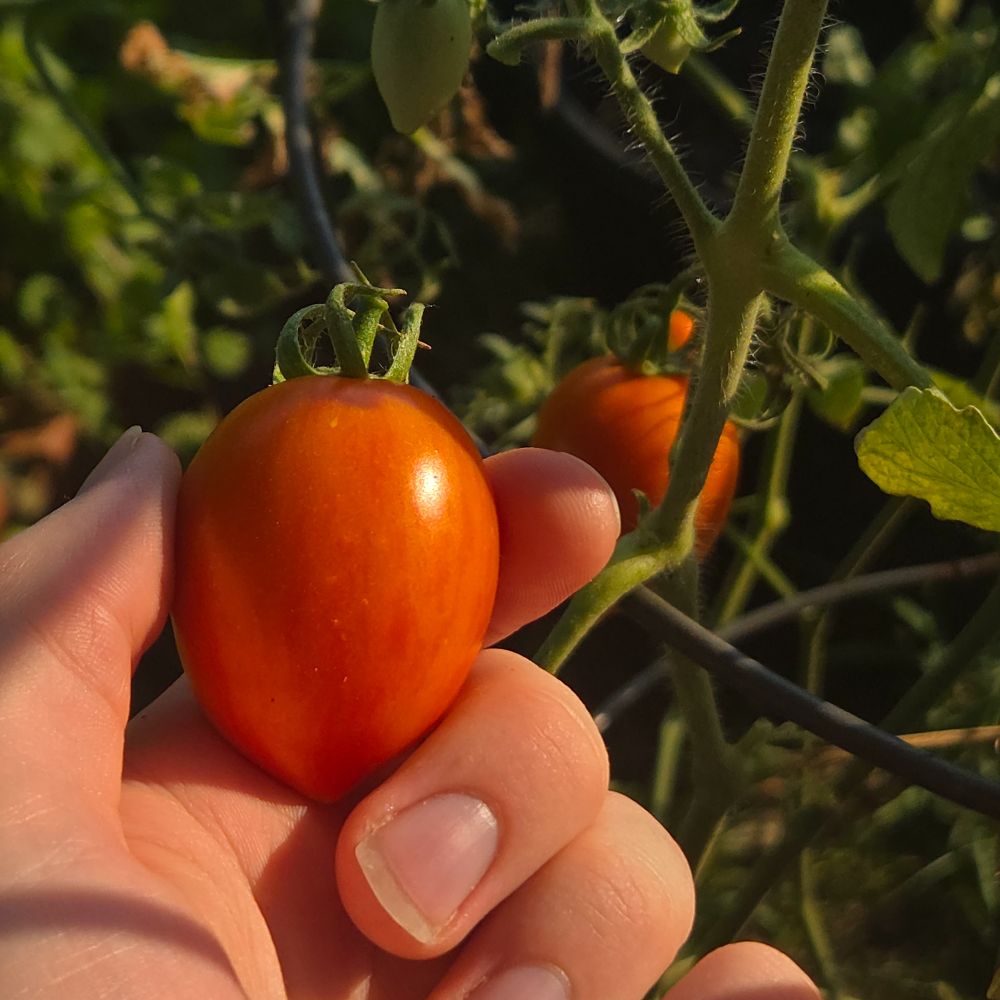 A small, fresh tomato picked off a vine and being held in front of the plant from which it was picked.