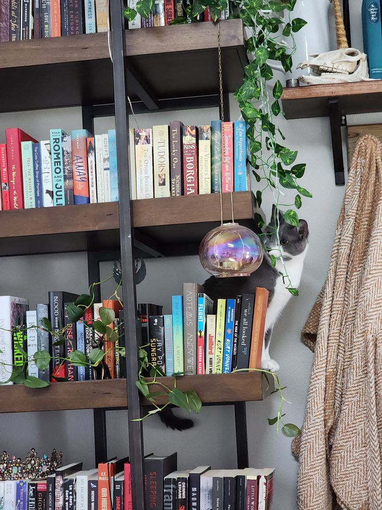 Grey and white cat perched on a bookshelf behind the Science Fiction section, peering into a hanging crystal ball.