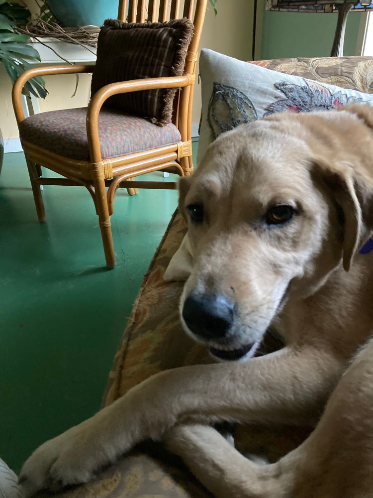 Sam, a large size buff colored mixed breed dog smiles briefly for the camera.
