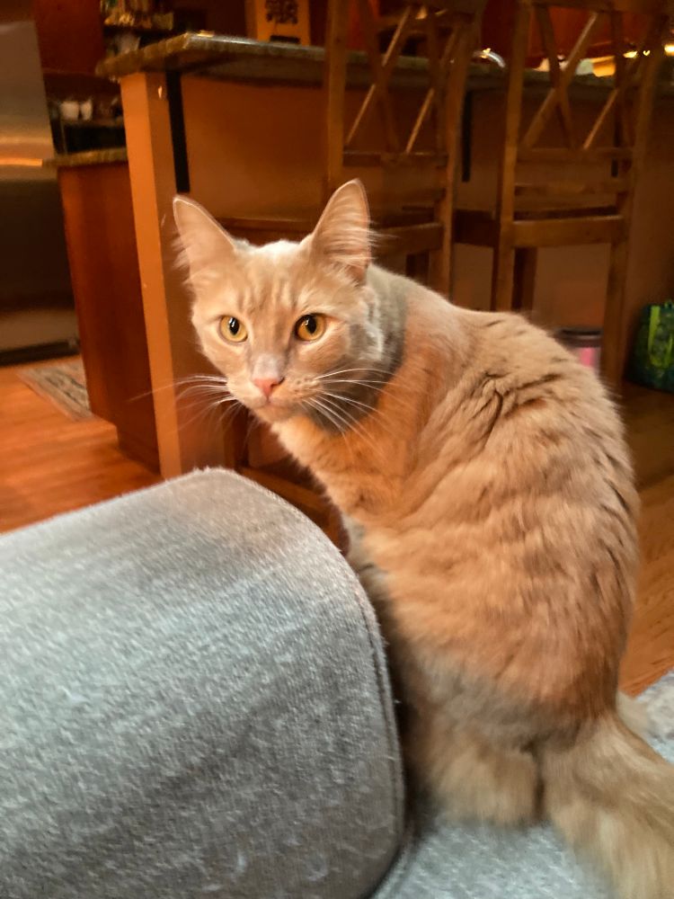 Cyrus, a ginger tabby cat, perched on the edge of a gray sofa.
