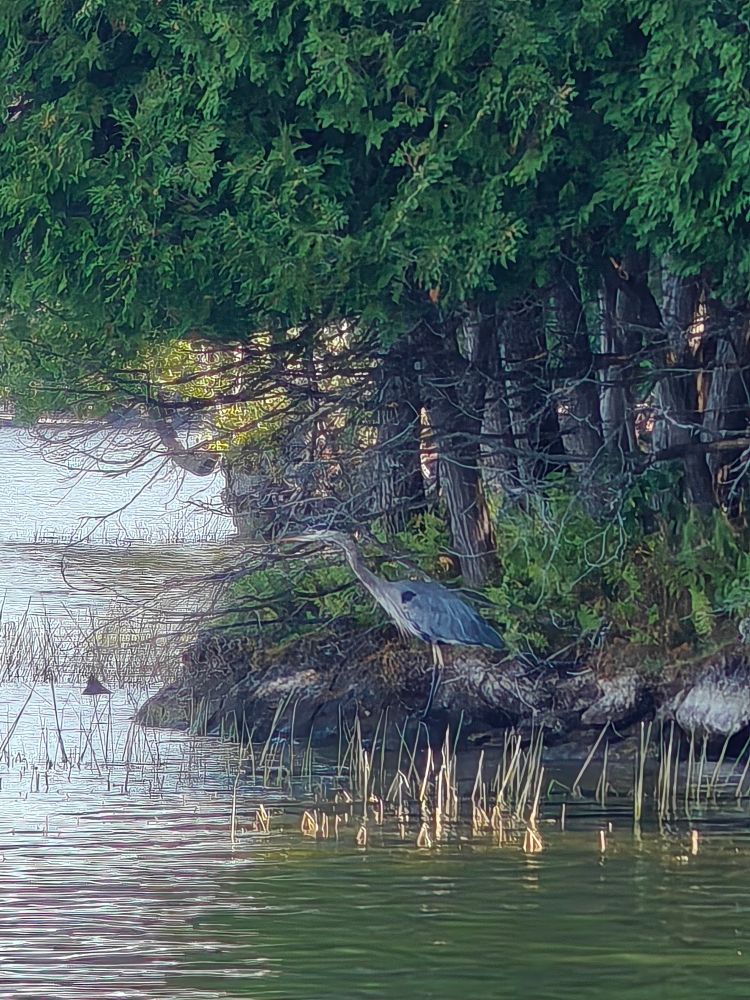 Blue Heron along the shoreline of a lake in Ontario Canada