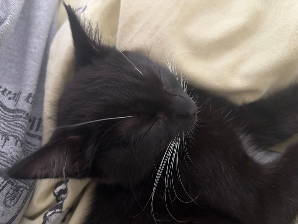 A 12 week old black and white kitten sleeping 